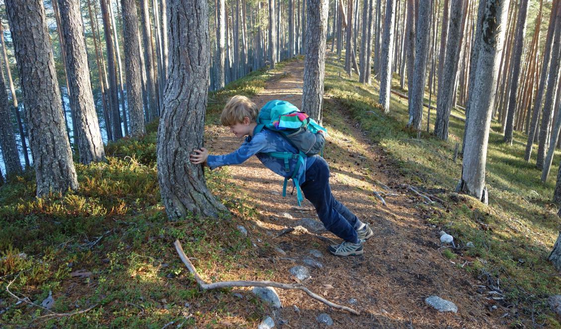





Trädet har verkligen böjt sig! Foto: Eva Sagerfors                                                                                                                                                                                                                                                                        