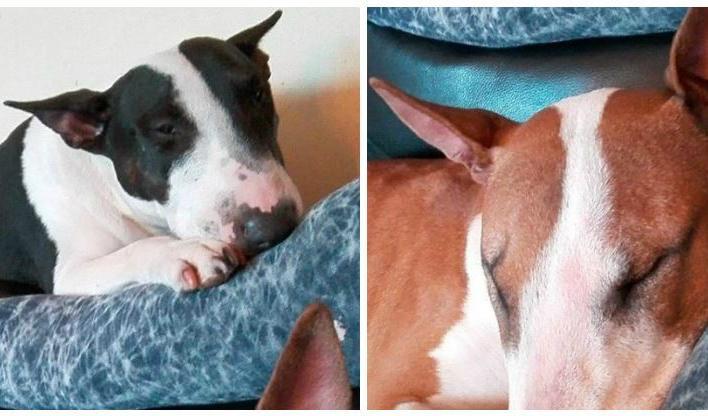 


Två bullterriers stals i Umeå. Foto: privat                                                                                                                                    