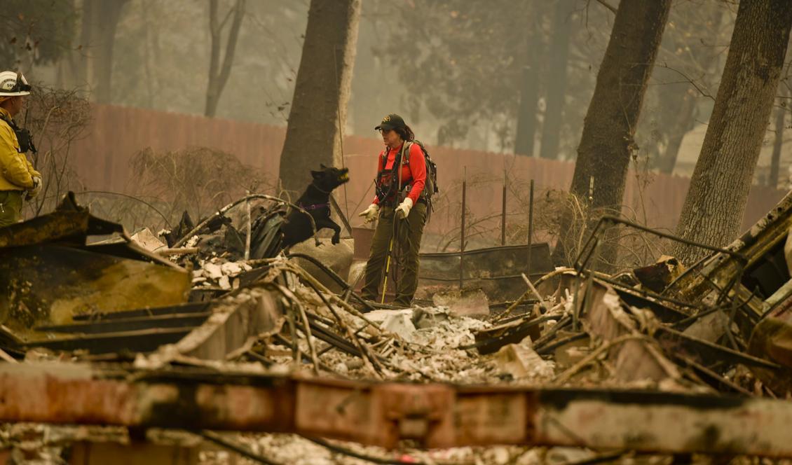 Sökinsatserna fortsätter i norra Kalifornien. Foto: Hector Amezcua/AP/TT-arkivbild