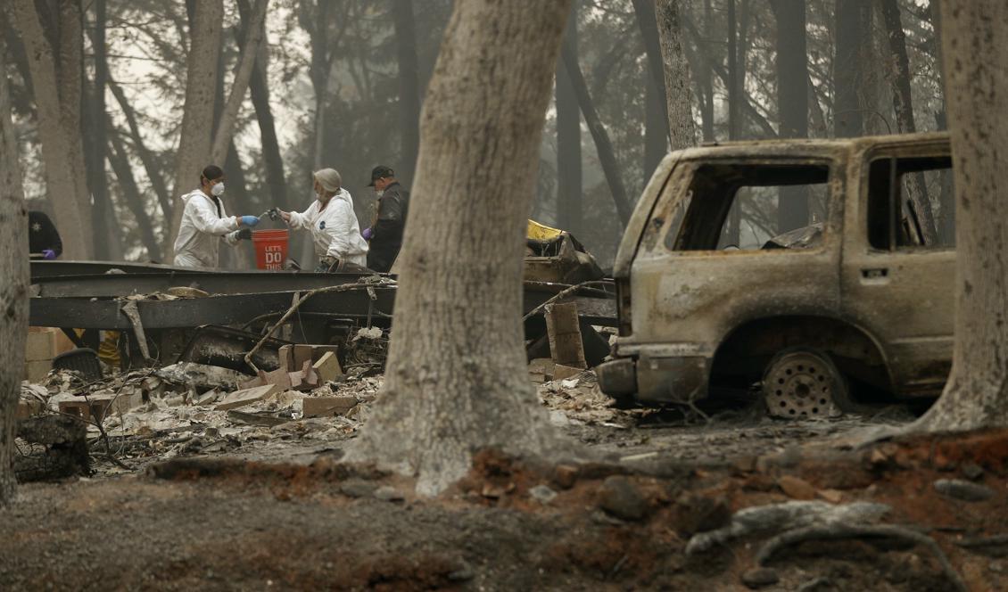 Räddningsarbetare söker efter mänskliga kvarlevor efter Camp fire. Foto: John Locher/AP/TT-arkivbild