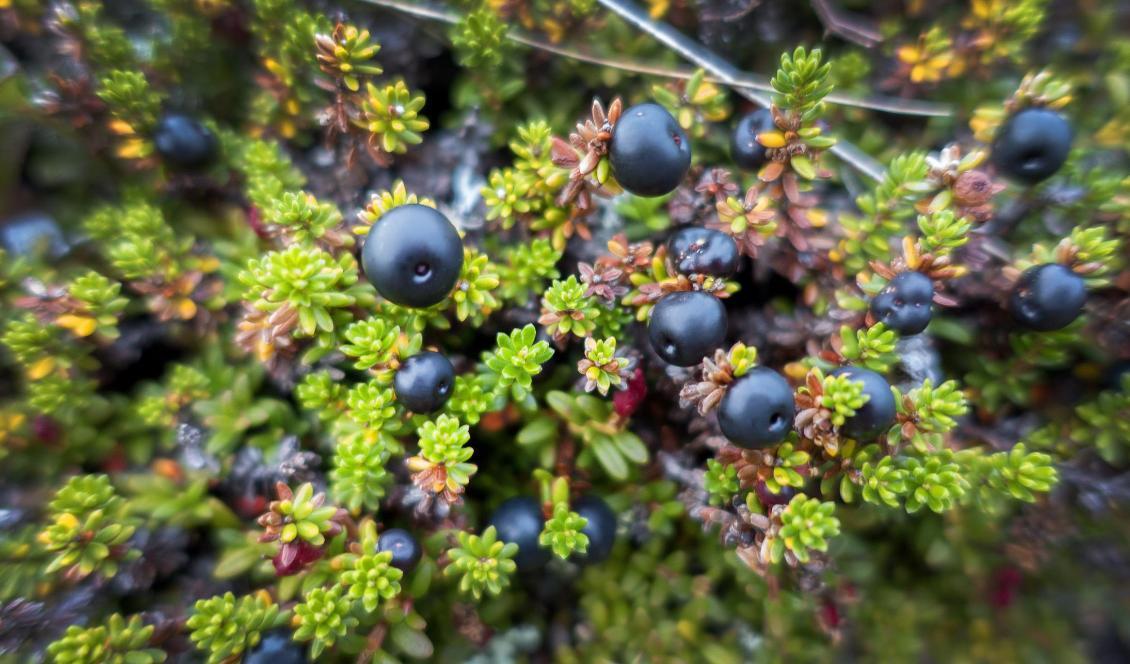 Kråkbären har blivit vanligare över hela Arktis. Foto: Gorm Kallestad/TT