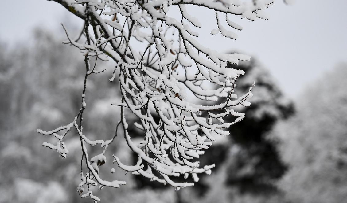 En vit jul väntas i stora delar av Sverige. Bild från Solna tidigare i veckan. Foto: Pontus Lundahl/TT