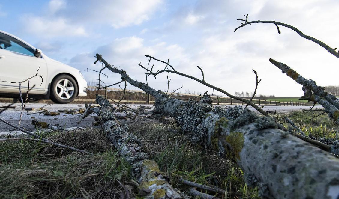 En bil rundar ett nerblåst träd på vägen utanför Tomelilla på nyårsdagen. Foto: Johan Nilsson/TT