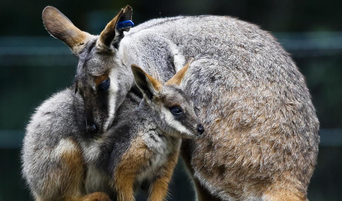 
En mindre känguru, en vallaby, var på rymmen i Danmark. Foto: Markus Schreiber/AP/TT-arkivbild                                                