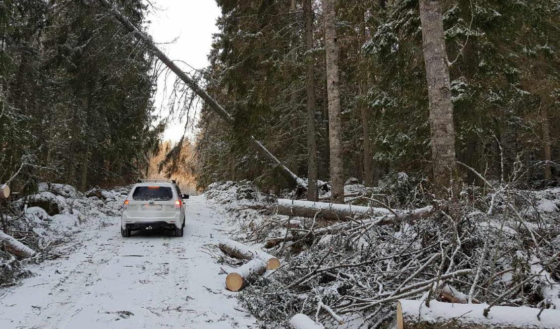 Stormen Alfrida har skapat omfattande elproblem för flera tusen människor. Foto: TT-arkivbild