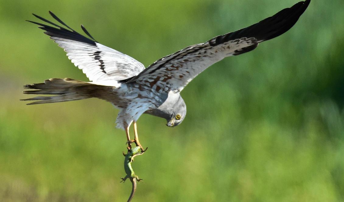 Ängshök har haft ett antal lyckade häckningar i Kalmar län tack vare hökrutor. Foto: Patrick Pleul/AP/TT-arkivbild