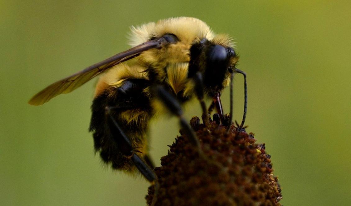 Humlan är en av de insekter som är känsliga för det giftiga växtskyddsmedlet Gaucho WS 70. Foto: Carolyn Kaster/AP/TT
