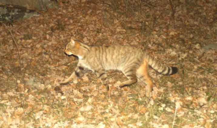 En europeisk vildkatt (Felis silvestris) som fångats på bild med hjälp av en kamerafälla i det katalanska forskningsprojektet. Foto: Josep Puig/TT