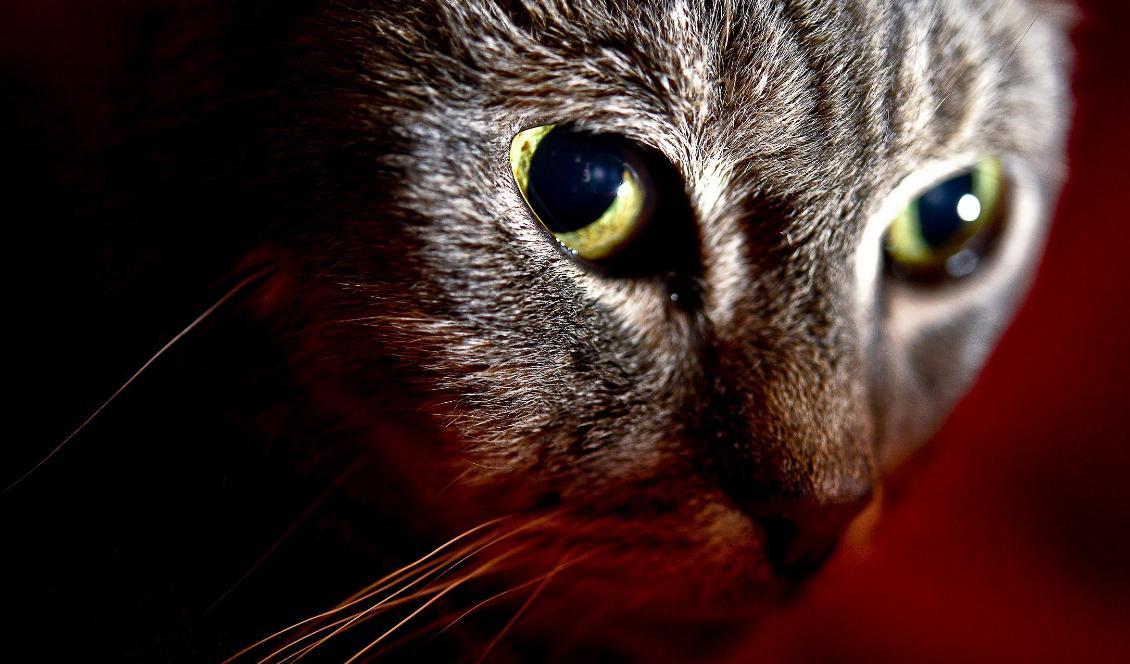 
Dags att åka hem till matte igen. Katten på bilden har inget med texten att göra. Foto: Anders Wiklund/TT-arkivbild                                                