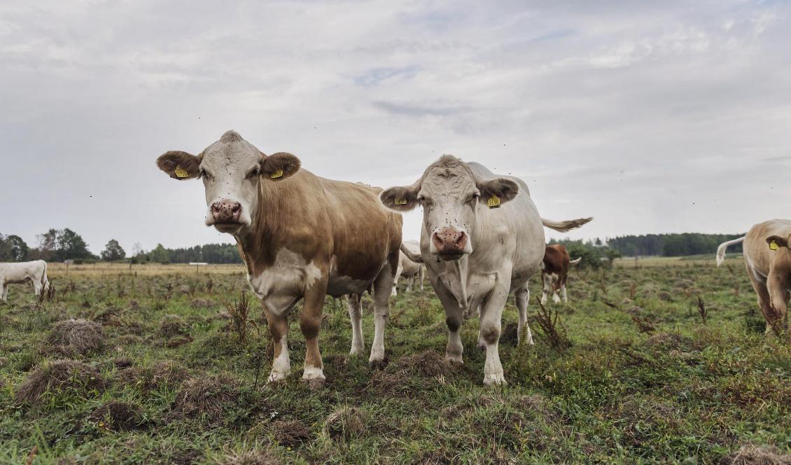 Korna på bilden är inte de som nämns i artikeln. Foto: Stina Stjernkvist/TT-arkivbild