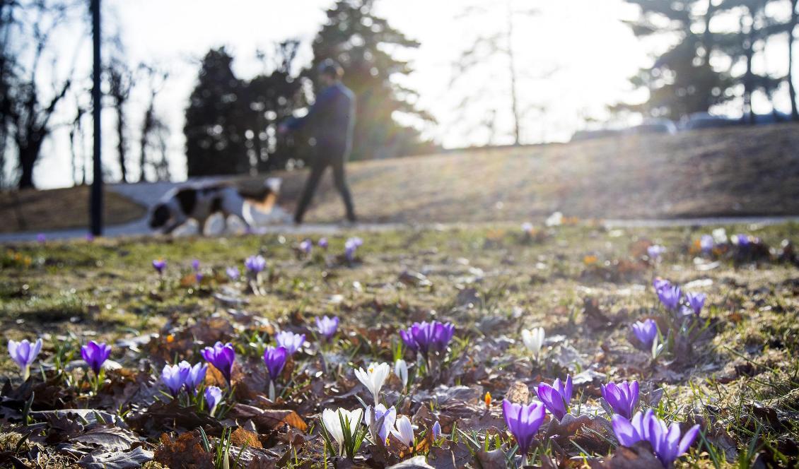 Ovanligt höga temperaturer har noterats i bland annat Kalmar. Foto: Heiko Junge/NTB/TT-arkivbild.