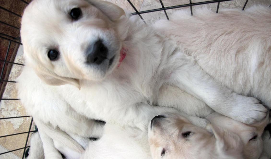 Golden retriever-valpar stals från en kennel utanför Kristianstad. Valparna på bilden har inget med händelsen att göra. Foto: Carrie Antlfinger/AP/TT-arkivbild