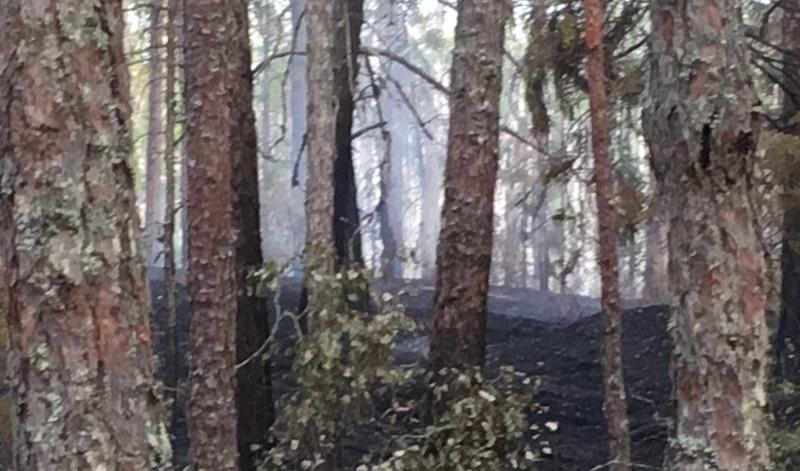 Det gjordes många misstag vid bekämpningen av sommarens stora skogsbränder. Foto: Epoch Times-arkivbild