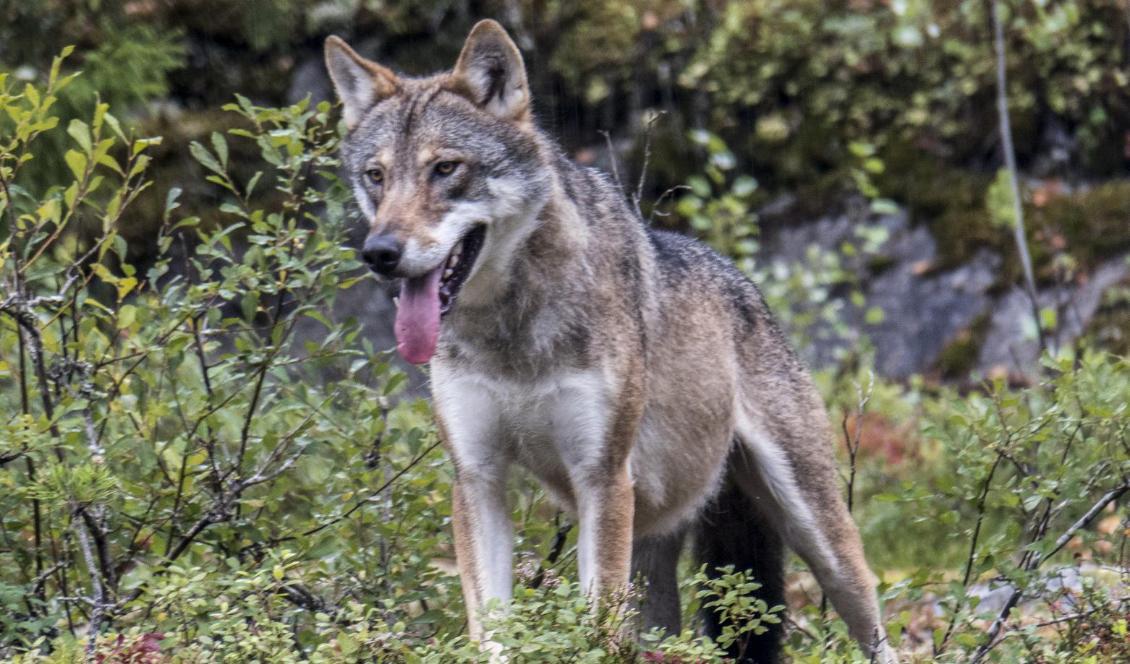 Dagens vilda skandinaviska vargstam är inte en korsning mellan hund och varg, visar ny forskning. Foto: Paul Kleiven/NTB/TT-arkivbild
