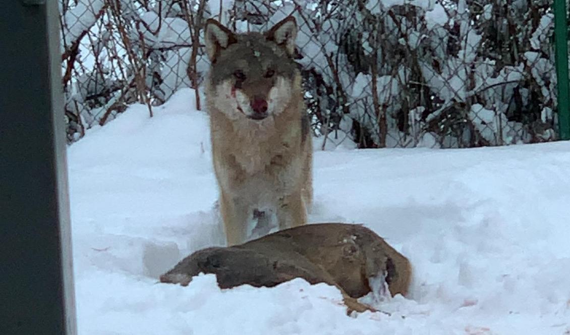 Ett par i Tierp fick syn på vargen som gick till attack mot ett rådjur i deras trädgård. Foto: Tobias Ågren/TT