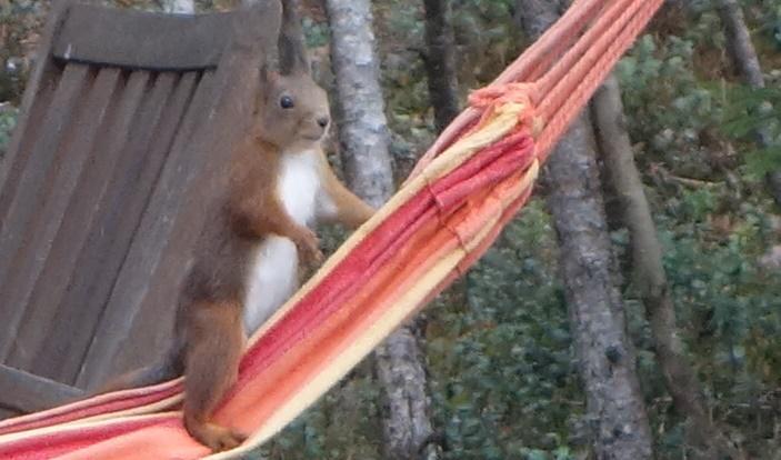 





Kurre på besök, tittar upp som hastigast, hörde jag något? Foto: Eva Sagerfors                                                                                                                                                                                                                                                                                                