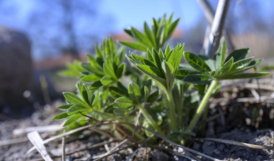 Lupin på väg upp - I landets första fytopark i Orrefors låter man växter sanera kemikalierna från jorden. Foto: Johan Nilsson/TT