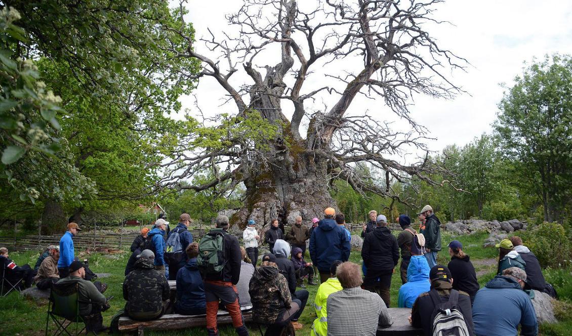 

Besökare gläds åt den utdömda Kvillekens gren med nyutsprungna löv på. Foto: Micael Rundberg/Vimmerby Tidning/TT                                                                                                