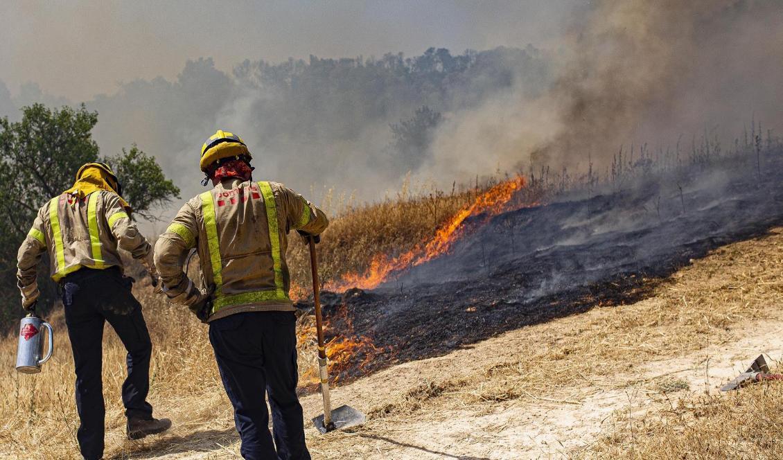 
Brandmän försöker släcka en markbrand i kommunen La Palma d'Ebre i Katalonien. Foto: Jordi Borras/AP/TT                                                