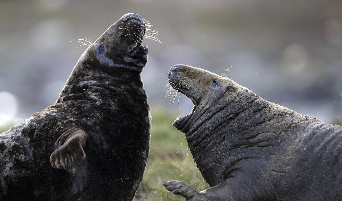 Gråsälar har visat sig kunna sjunga ut. Det är inte vackert, men det är melodier. Foto: Foto: Nigel Roddis/AP/TT-arkivbild