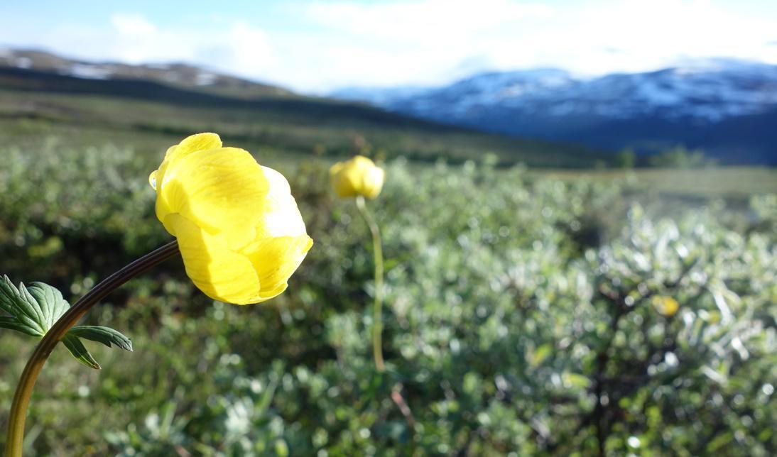 






I smörbollen bor en insekt som hjälper smörbollen med pollineringen. Samtidigt har den nytta av blomman från larv till insekt. Foto: Eva Sagerfors/Epoch Times                                                                                                                                                                                                                                                                                                                                                