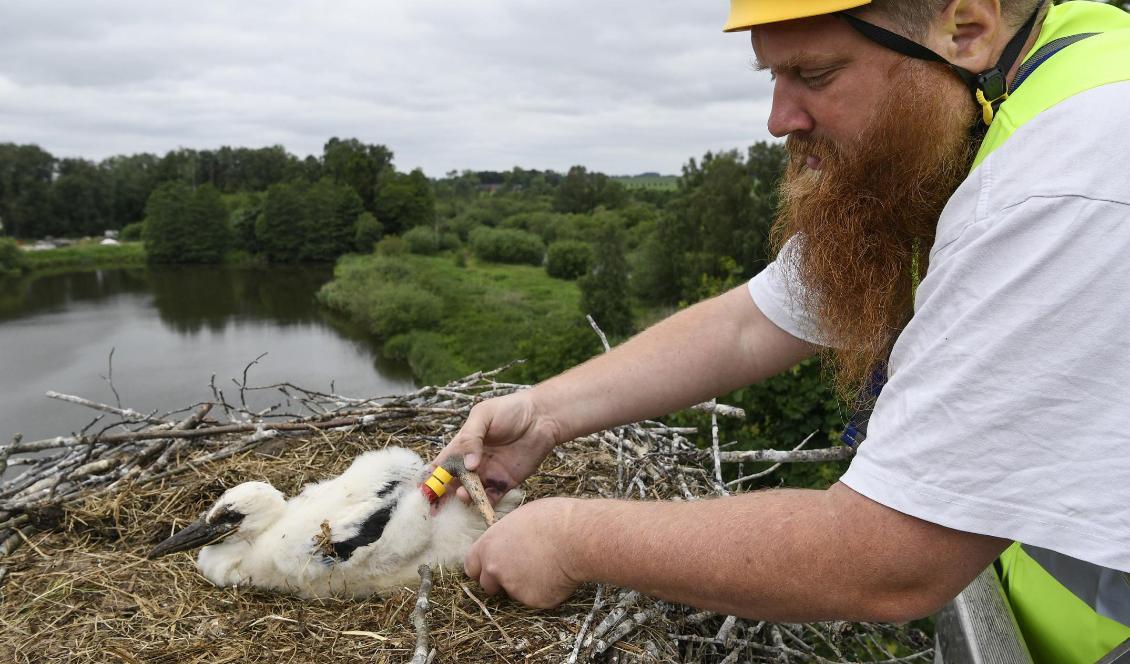 Petter Albinson, ledare för Naturskyddsföreningens storkprojekt, ringmärker en unge i ett bo på taket på Flyinge Kungsgård. Foto: Johan Nilsson/TT-arkivbild