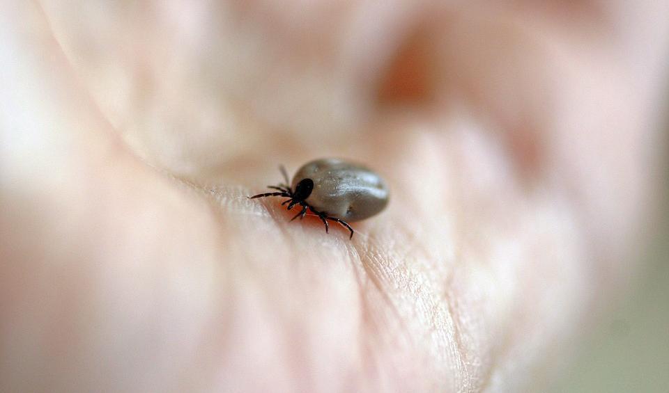 


Med sommaren och värmen kommer de små fästingarna som kan bära på såväl borrelia som TBE.  Men man kan skydda sig med såväl kläder som oljor.                                                                                                                                        