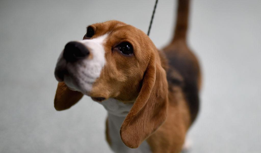 

Tre hundar av rasen beagle, som är en spår- och jakthund från Storbrittanien, användes i ett forskningsexperiment för att avgöra om det fanns cancer i blodprover. (Hunden på bilden har inget att göra med testhundarna) Foto: Jamie McCarthy                                                                                                