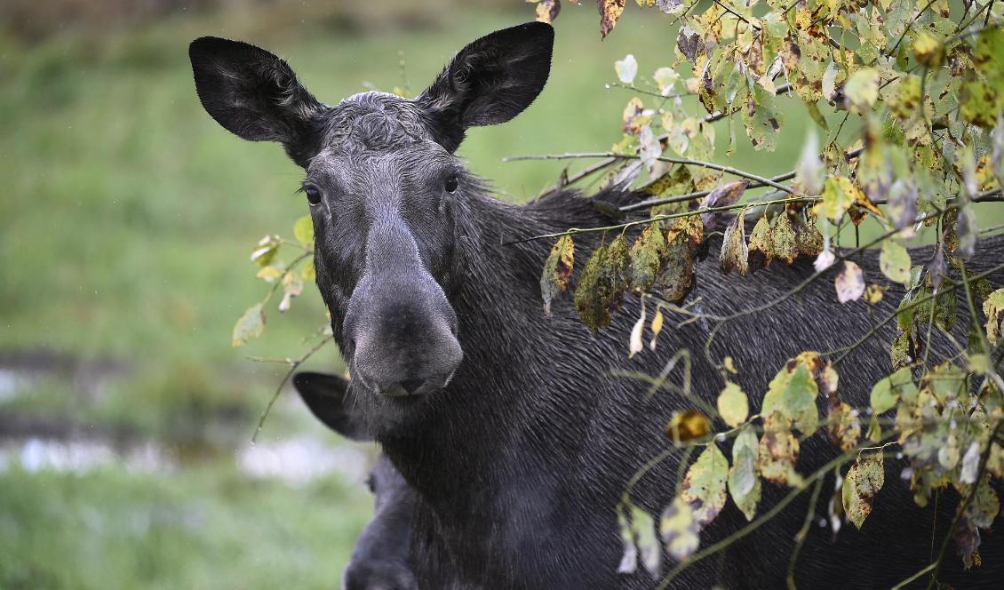 En helt annan älg. Foto: Mikael Fritzon/TT-arkivbild