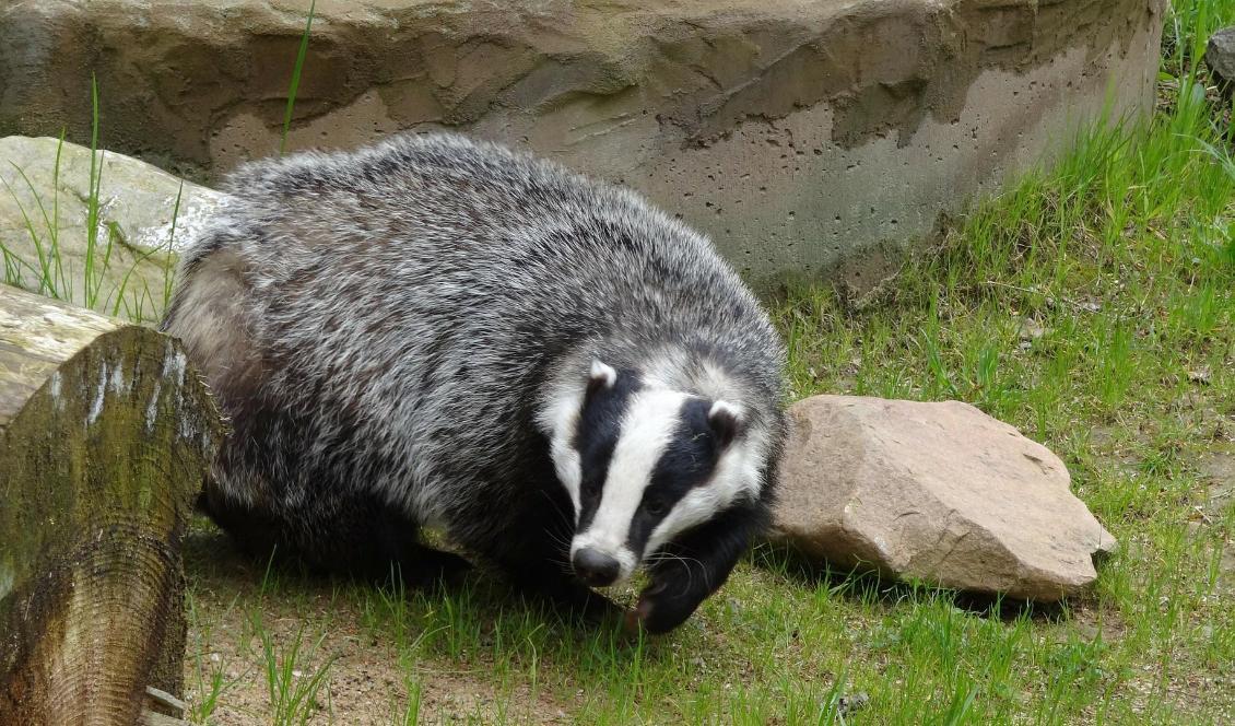 En grävling hittade på måndagen utan ben och med en snara runt halsen. Foto: Dirk Schumacher