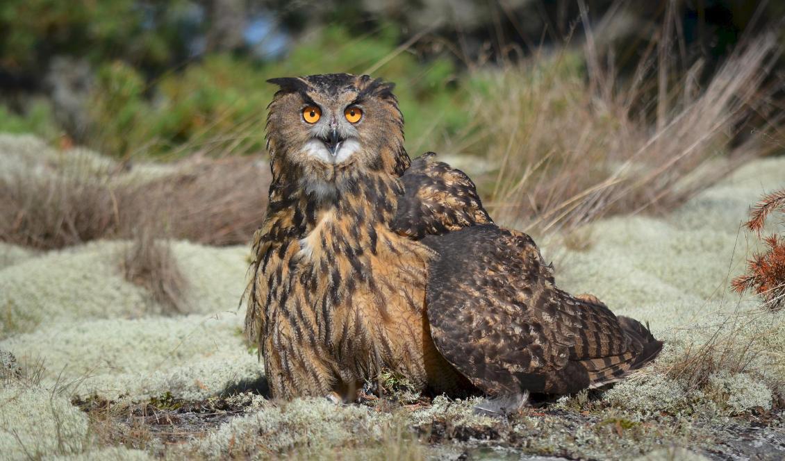 Fler berguvsungar än tidigare – i år har minst 30 ungar fötts i Västerviks kommun, enligt en inventering. Foto: Linda Törngren/Stiftelsen Skansen/TT-arkivbild