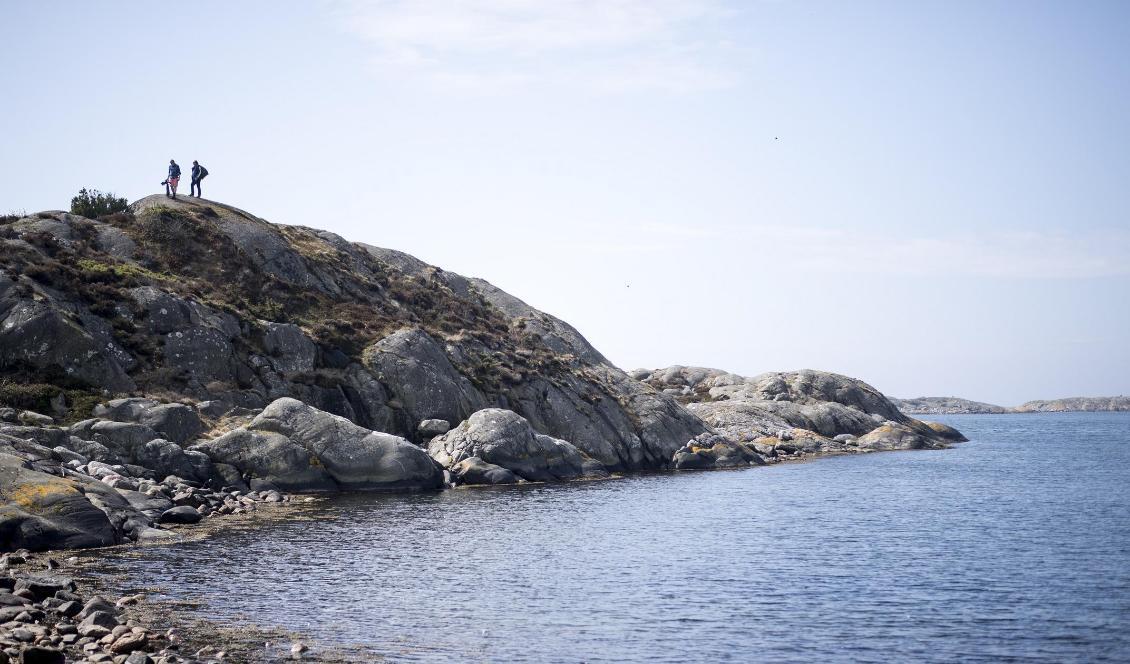 Blåskrabban från Asien anses för första gången ha fortplantat sig vid den svenska västkusten. Foto: Björn Larsson Rosvall/TT