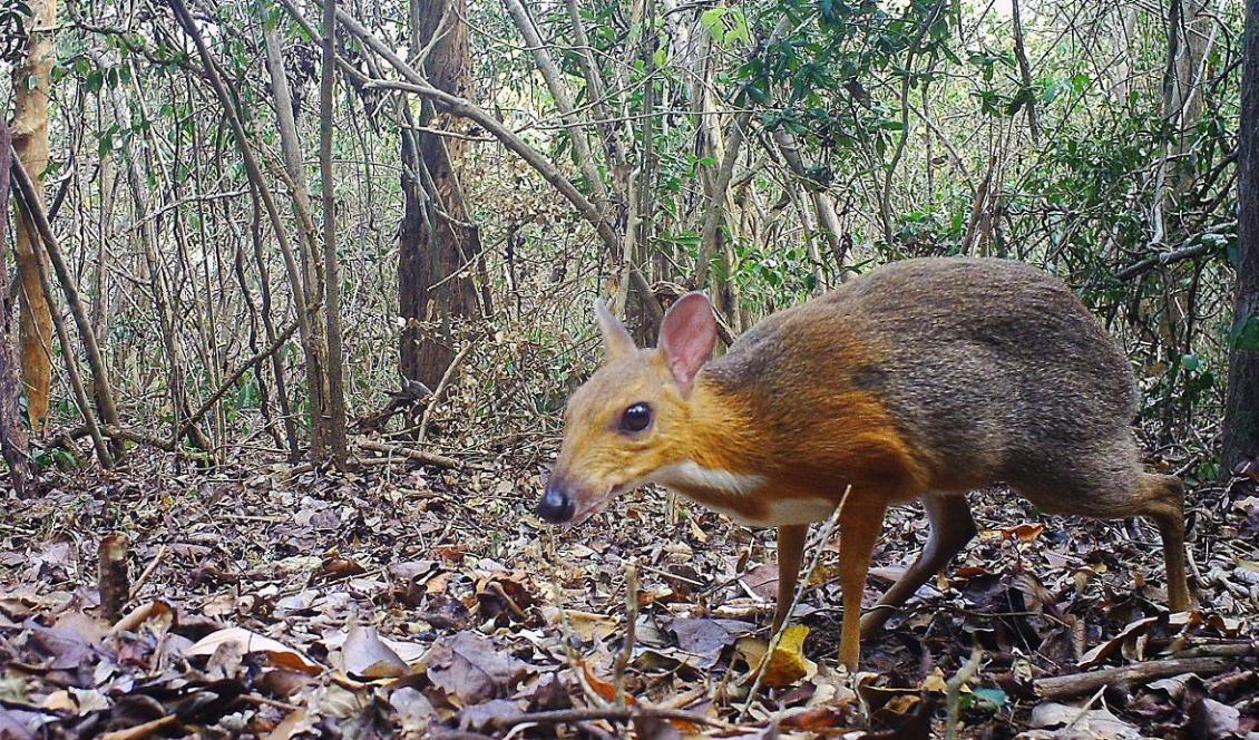 Den vietnamesiska mushjorten (Tragulus versicolor) lever och har hälsan. I 30 år trodde forskarna att det hjortliknande djuret var utrotat. Foto: Andrew Tilker