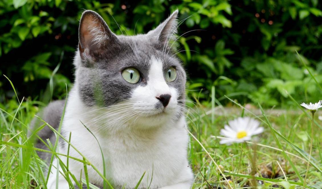 Katten Oscar har en kuslig förmåga att förutse när någon ska dö. Katten på bilden har ingen koppling till artikeln.