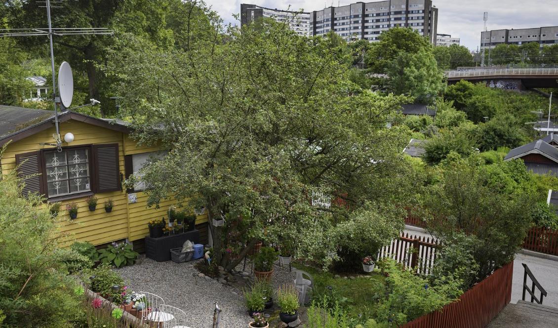 
Kolonilott på Södermalm i Stockholm. Foto: Naina Helén Jåma/TT                                                