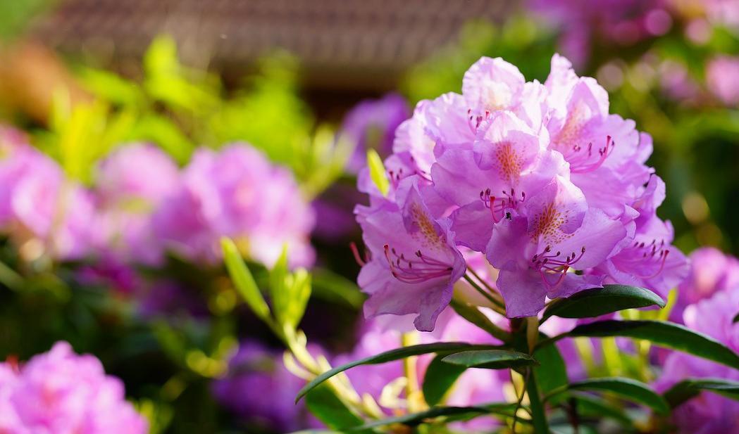 
Vatten och näring är betydelsefullt för att rhododendron ska bli fin. Foto: Karsten Paulick                                                
