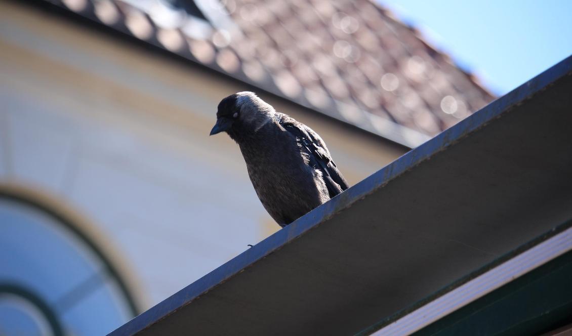 I dag vänder Sveriges fågelentusiaster blickarna mot de egna ägorna i jakten på titeln i riksmästerskapet i tomtskådning. Foto: Susanne W Lamm/Epoch Times-arkivbild