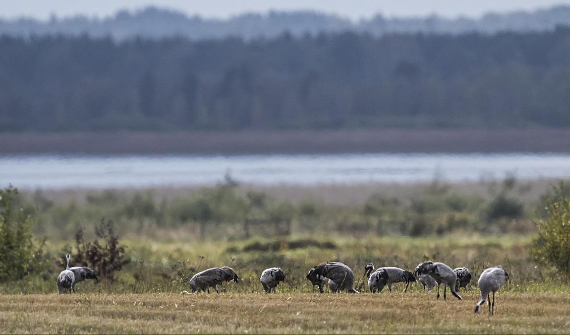 Tranor vid Hornborgasjön. Foto: Kent-Ove Hvass/TT-arkivbild