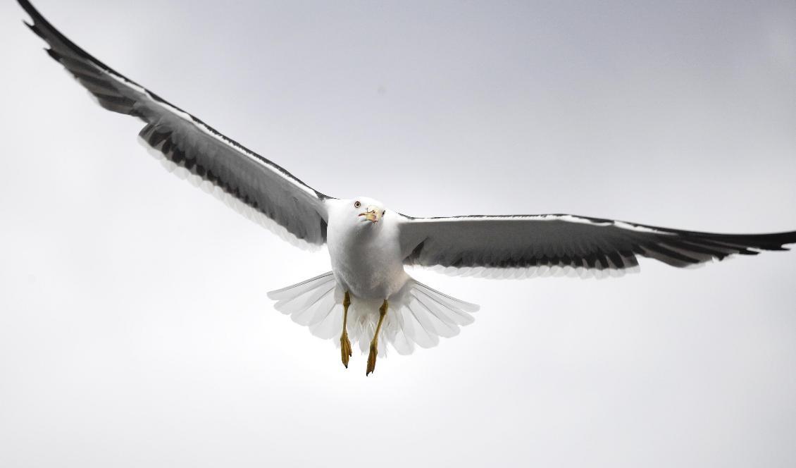 Silltrutar kan spara mycket energi på att välja rätt flyghöjd. En ny studie avslöjar hur de gör. Foto: Janerik Henriksson/TT