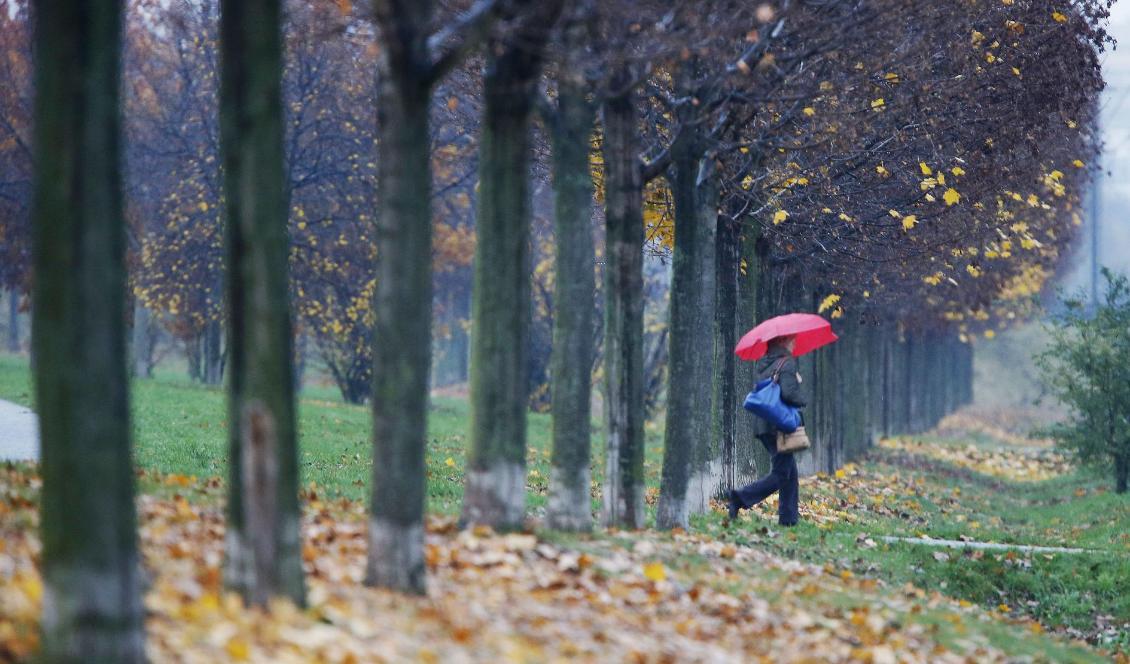 
Det blir höstrusk i stora delar av landet och snö i norr. Den som väntar på brittsommar får nog vänta förgäves. Foto: Michael Probst/AP/TT-arkivbild                                                