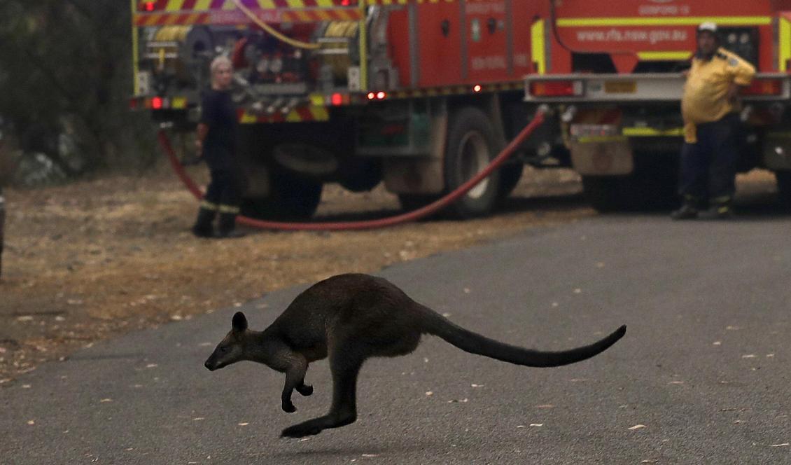 En wallaby flyr en brand nära Mangrove Mountain, norr om Sydney i New South Wales, Australien. Foto: Rick Rycroft/AP/TT-arkivbild