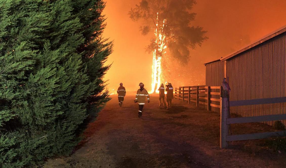 Terrängbränderna i delstaten New South Wales i Australien fortsätter med oförminskad kraft. Bilden kommer från Green Wattle Creek nära Oakdale. Foto: Fire and Rescue NSW/Handout/TT