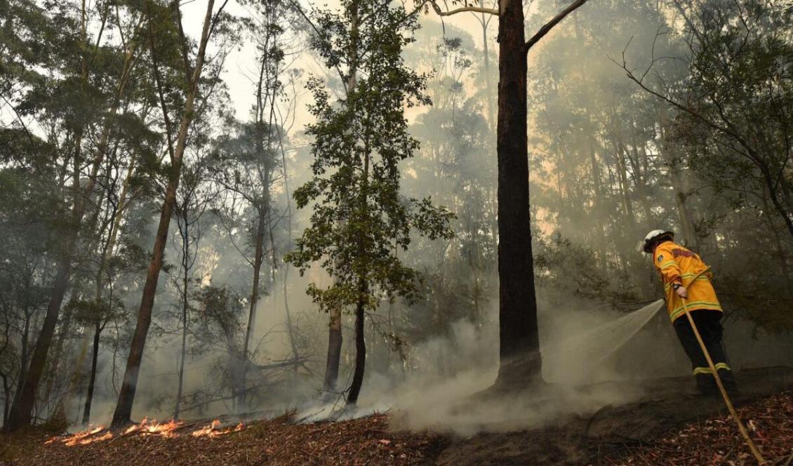 


En brandman bekämpar en brand söder om Nowra, Australien, den 5  januari, 2020. Foto: Peter Parks/AFP via Getty Images                                                                                                                                                