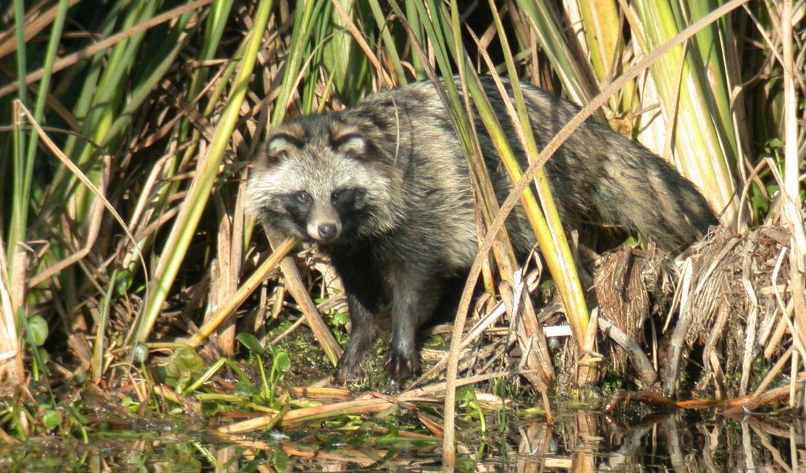 

Från första januari öppnas det för jakt på 16 olika invasiva arter, bland dem mårdhunden. Foto: Mårdhundsprojektet/TT-arkivbild                                                                                                