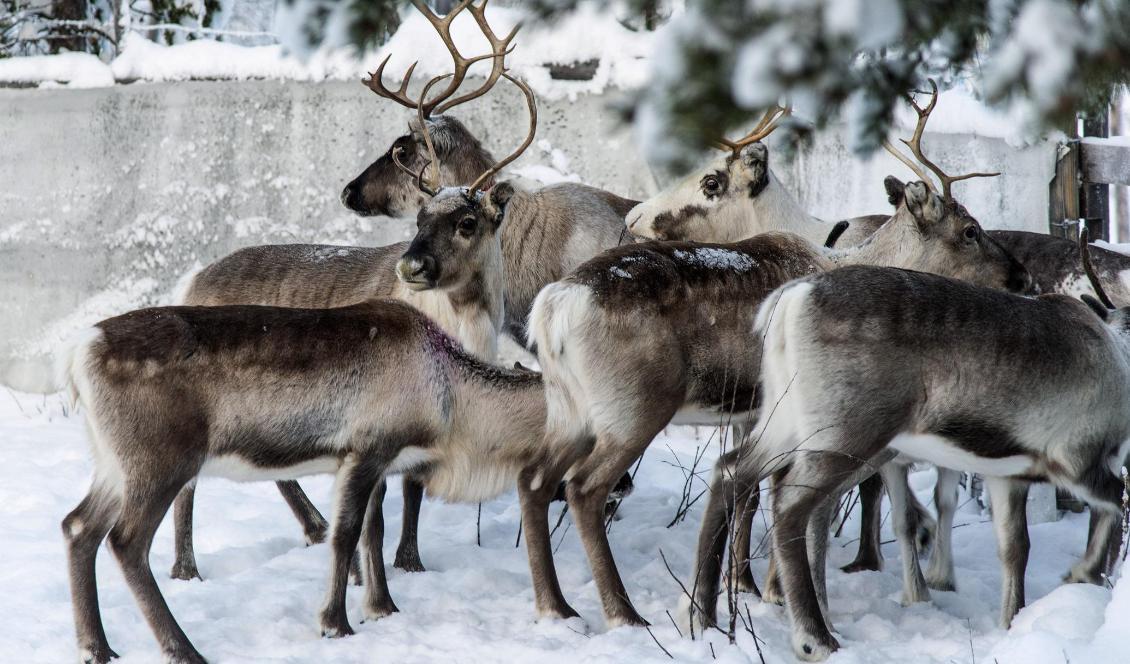 Slaktvärdet för en ren har ökat ordentligt men ersättningen för rovdjursskador har knappts höjts de senaste 20 åren. Foto: Malin Moberg-arkivbild