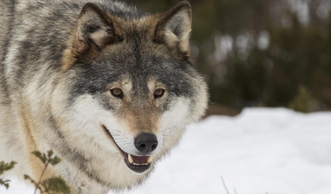 En förrymd varg från Orsa rovdjurspark sköts vid Hällsjön vid 14-tiden. Foto: Heiko Junge/NTB/TT-arkivbild