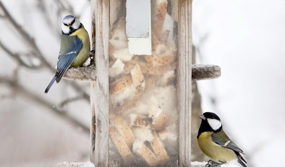 Paul Kleiven/NTB Scanpix/TT
Talgoxen (till höger) är den vanligaste vinterfågeln på Birdlife Sveriges lista. Foto: Paul Kleiven/NTB Scanpix/TT-arkivbild