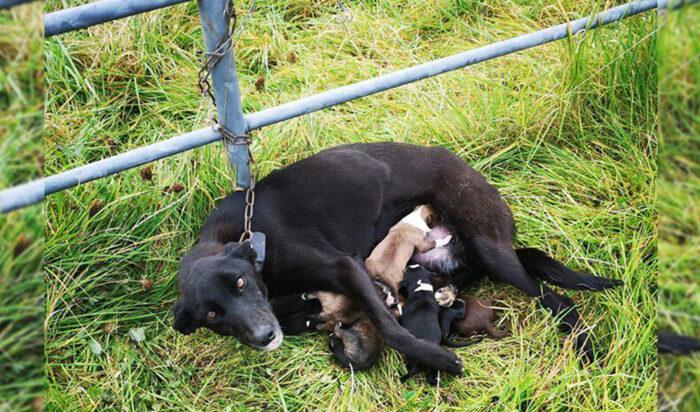 


Tiken hittades med sina valpar fastkedjad vid ett staket i Roscommon på Irland. Foto: ISPCA                                                                                                                                                