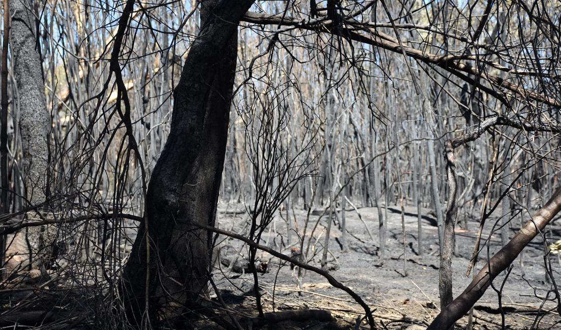 Utbränd skog efter en av bränderna i Australien. Foto: Gustav Sjöholm/TT-arkivbild