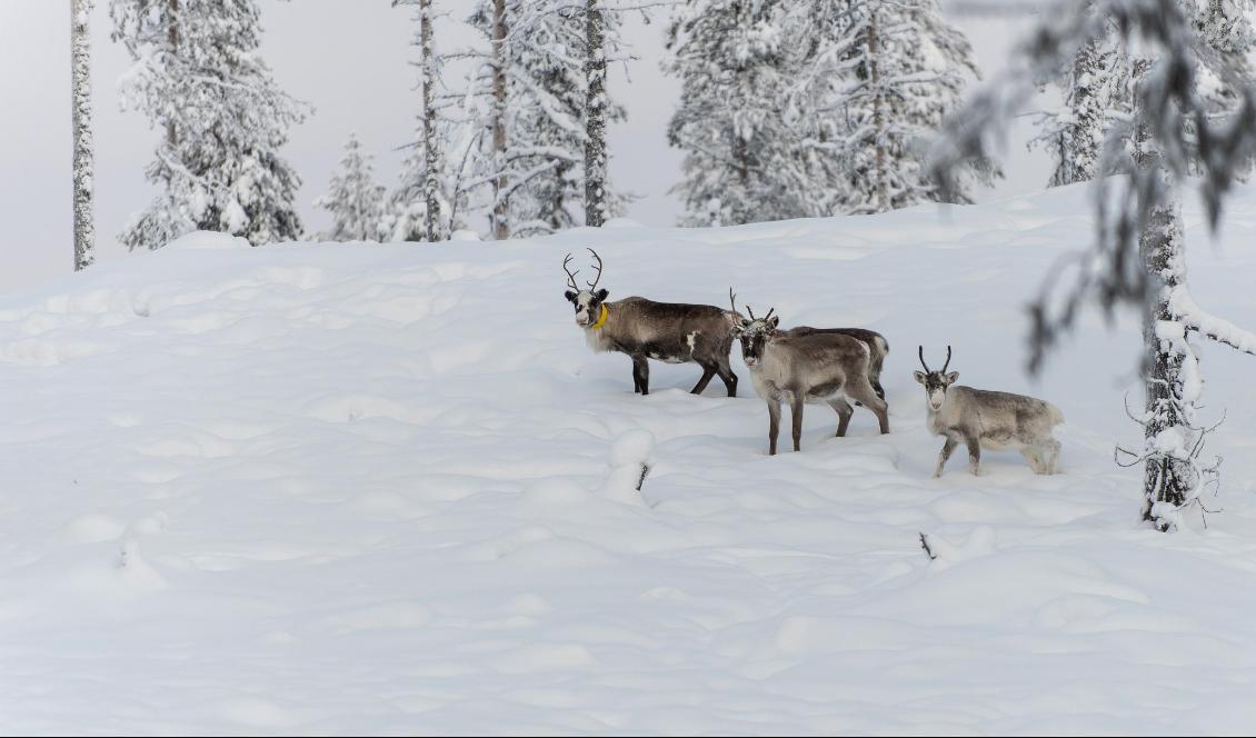 Vilken grupp har rätt till renskötsel i Tärnabyområdet? På fredagen kom Lycksele tingsrätts dom som säger att båda grupperna samer som tvistat om frågan har denna rätt. Foto: Malin Moberg/AP/TT